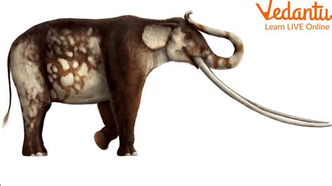 Asian Straight Tusked Elephants | Scientists Discover Fossilized Footprints