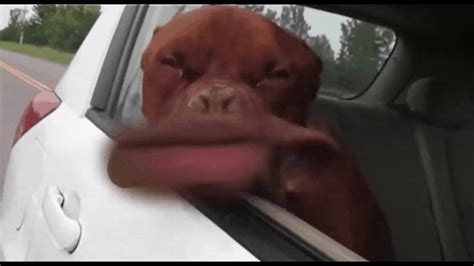 Funny Dog Lips - GIF of the day - YouTube