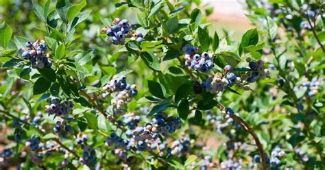 Do Blueberry Bushes Lose Their Leaves In Winter? - Backyard Eden