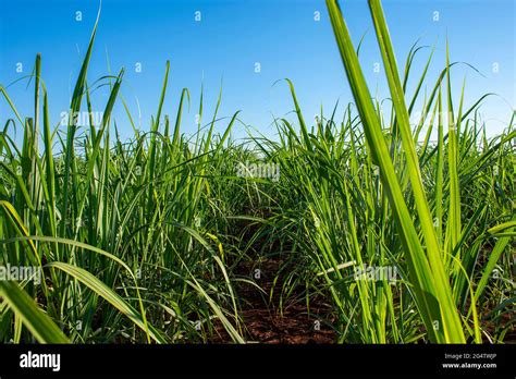 Sugar cane plantation brazil hi-res stock photography and images - Alamy