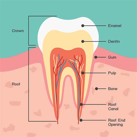 A Manahawkin Dentist Explains Basic tooth anatomy