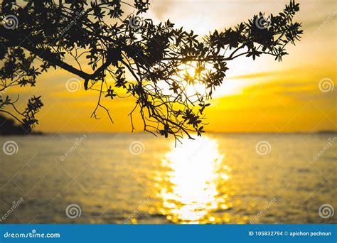 Silhouette of a Tree Branch Background Sunset and Beautiful Sea Stock Photo - Image of river ...