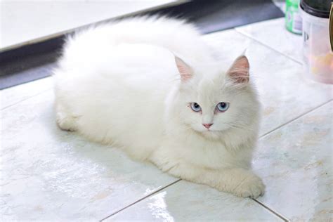 White Cats With Blue Eyes: What’s So Special About Them?