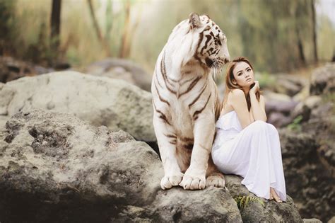 Roar with 5,000+ Stunning Tiger Images & Photos [HD] - Free for Commercial Use - Pixabay