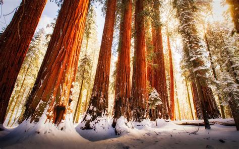 Redwood forest wallpaper - Nature wallpapers - #28927