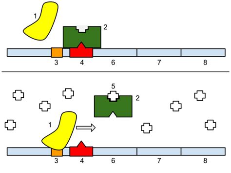 Lac operon - Wikiwand