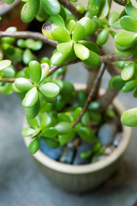 The 10 Best Succulents to Grow Indoors | Better Homes & Gardens