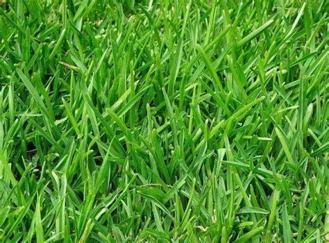 Perennial Ryegrass | LawnHelpful.com