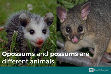 Opossum vs Possum: What's the Difference?