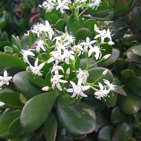 Jade Plant Flower [Beautiful Plant, More Beautiful Flower]