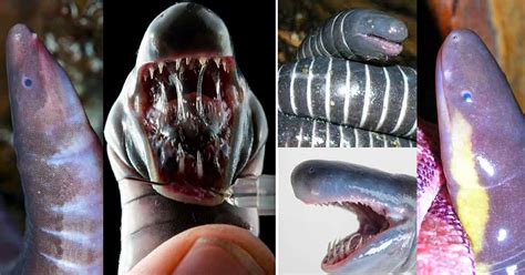 Caecilian Facts - These Worm-Like Species Are Actually Amphibians - Odd Facts