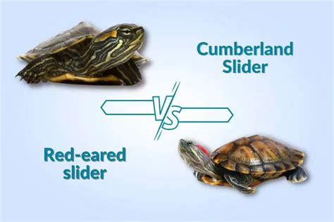 Cumberland Slider Vs Red-eared Slider: What Are The Differences?