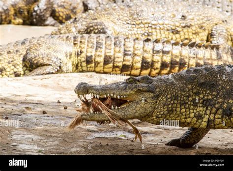 Crocodile bird teeth hi-res stock photography and images - Alamy