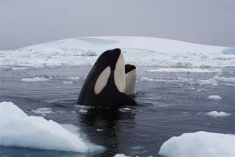 Antarctica Wildlife