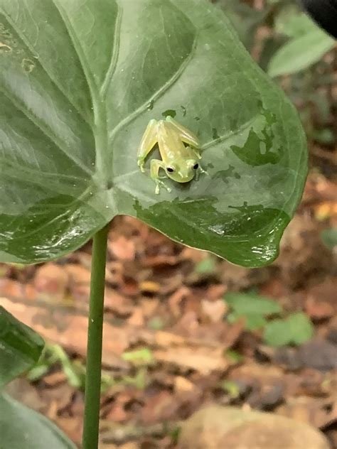 May 2022- Glass frog species ID (?) - ZooChat