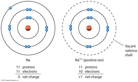 Cation Ap Chemistry, Protons, Anatomy And Physiology, Sodium, Physics ...