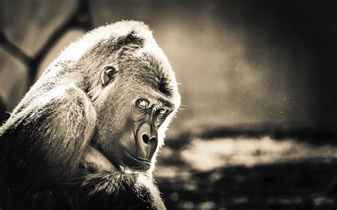 Gorilla Wallpaper,HD Animals Wallpapers,4k Wallpapers,Images,Backgrounds,Photos and Pictures