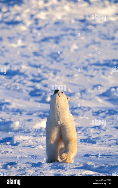 Polar bear hunting seal hi-res stock photography and images - Alamy