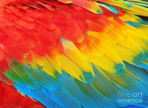 Parrot Feathers Red And Blue Exotic Photograph by Edelwipix - Fine Art America