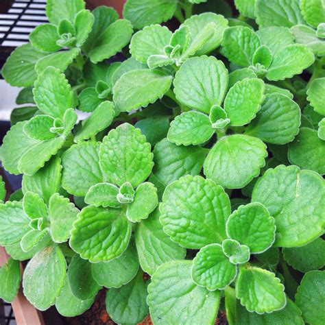 Indian Country Borage, Coleus Amboinicus Leaf Powder - Jaycee Organics LLP - ecplaza.net