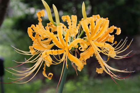 JLBG: Lycoris aurea JLBG-005