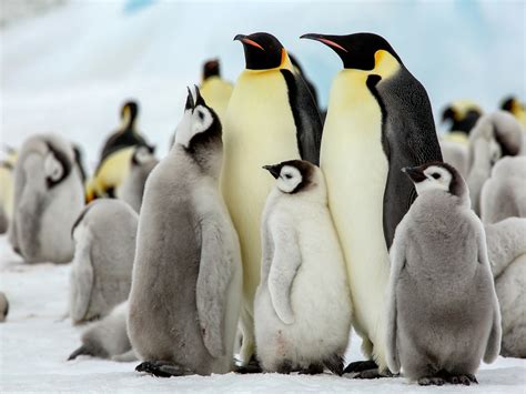 Emperor Penguin Pictures