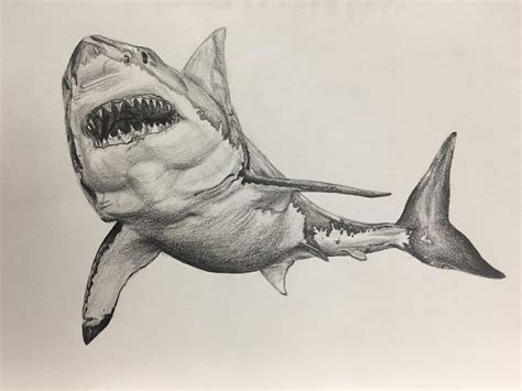 Shark drawing : r/drawing