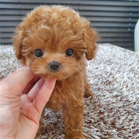 Toy Poodle Puppies | Wow Blog