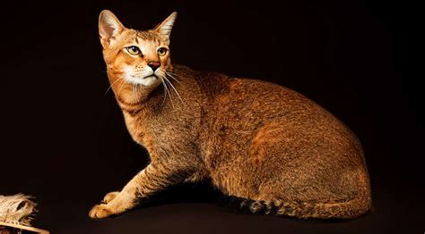 The Chausie Cat - A Guide To This Exotic Cat Hybrid