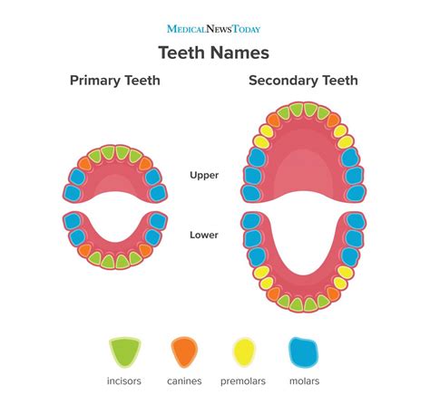 Teeth names: Diagram, types, and functions