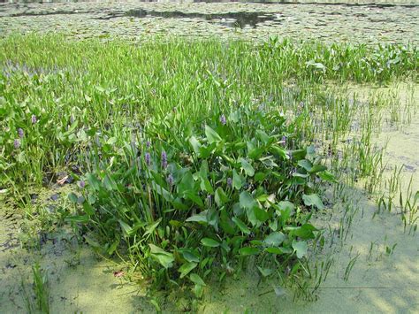 Freshwater wetlands - Environmental Science Biomes