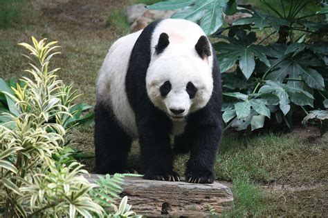 Giant panda - Wikipedia