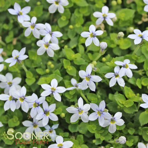 Blue Star Creeper | Sooner Plant Farm