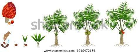 3,211 Palm Oil Tree Vector Images, Stock Photos & Vectors | Shutterstock