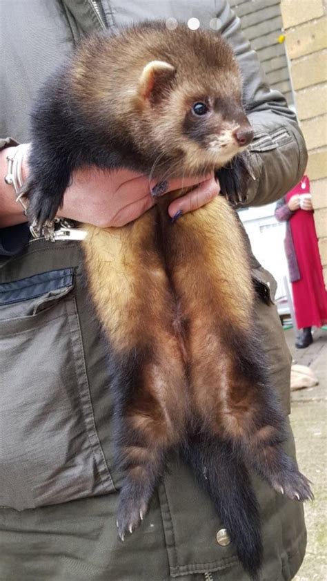 Giant ferret baby : r/absoluteunit