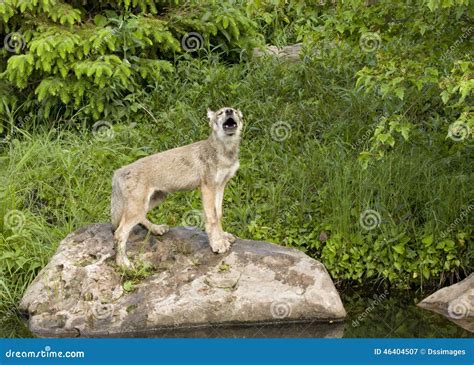 Wolf Puppy Howling Stock Photo - Image: 46404507