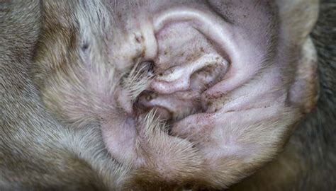 What Are Dog Ear Mites and How to Get Rid of Them Naturally