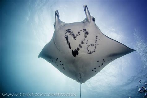 Manta Ray Conservation | Manta Ray Bay Resort | Exclusive Diving at its Finest. | Yap, Micronesia