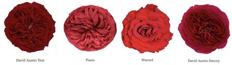 Varieties of Red Garden Roses - Garden Roses Direct