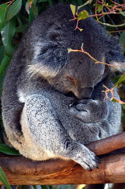 Best Koala Claws Stock Photos, Pictures & Royalty-Free Images - iStock