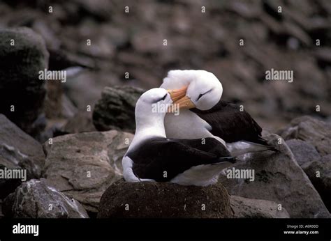 BIRD ALBATROSS Black browed Stock Photo - Alamy