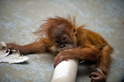 Orang Utan Baby Foto & Bild | tiere, tierkinder, natur Bilder auf ...