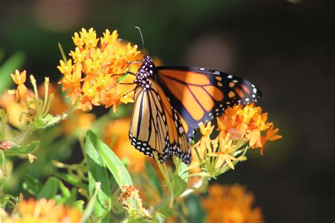 Butterfly weed - Log Cabin Perennials