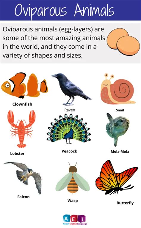 Amazing Oviparous Animals 62+ list – Learn English online free