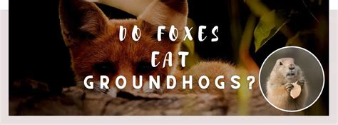 ᐅ Do Foxes Eat Groundhogs? | Toxic or Healthy