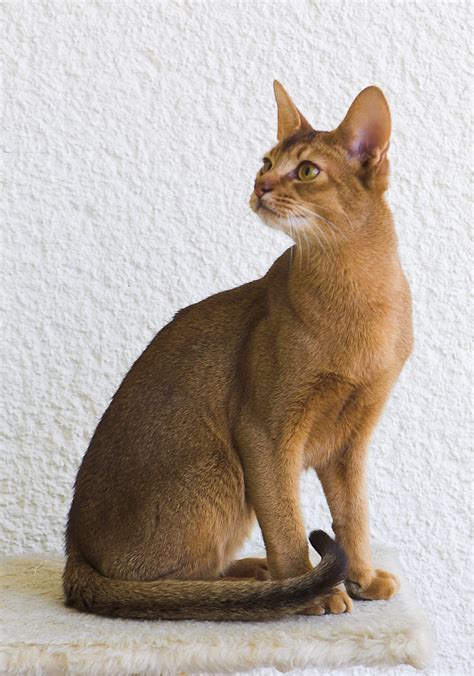 Abyssinian cat - Wikipedia