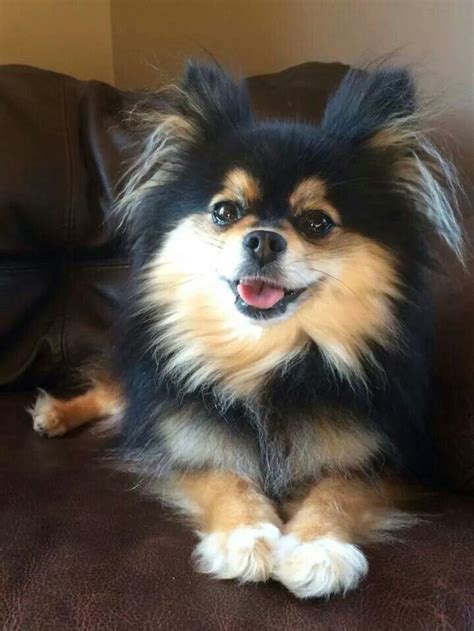 .Black and tan pom! | Pomeranian Chihuahua Black And White | Papillon Pomeranian Mix in 2020 ...