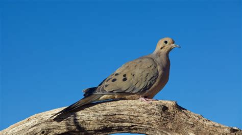 Dove Bird Lifespan Explained - How Long Do Doves Live