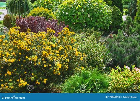 Decorative Flowerbed with Flowering Shrubs and Flowers in the Park Stock Image - Image of ...