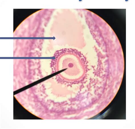 Secondary oocyte- histology Diagram | Quizlet